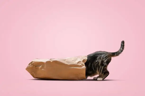A cat investigates the inside of a paper bag. The front part of the cat is inside the bag while the tail is still sticking out. Isolated on a pink background.