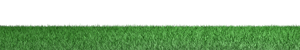 3D Render Pieces of grass isolated on white background.