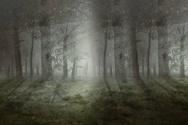 istock Haunted forest with fog and dramatic scene background 1352398549