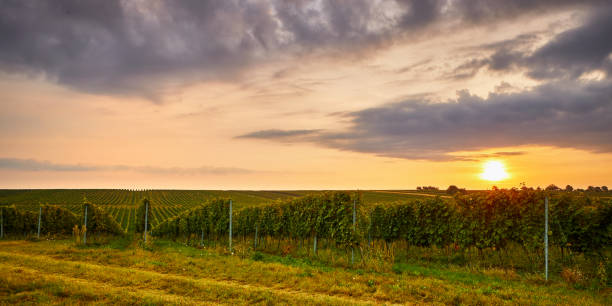 istock Panoramic view of the vineyard at sunset 1352398702