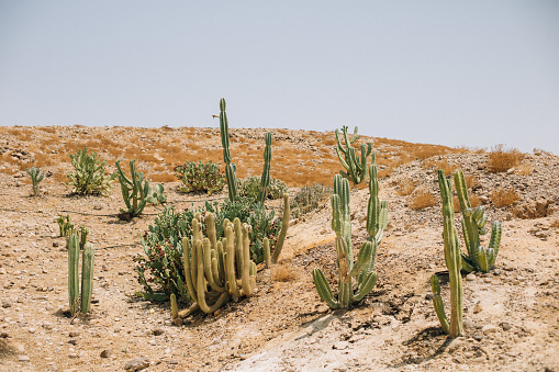 Cactus the the desert, Negev Israel