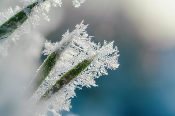 istock Macro snowflakes on spruce needles in winter 1352401099