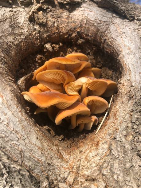 나무에 버섯 - 끈적버섯과 뉴스 사진 이미지