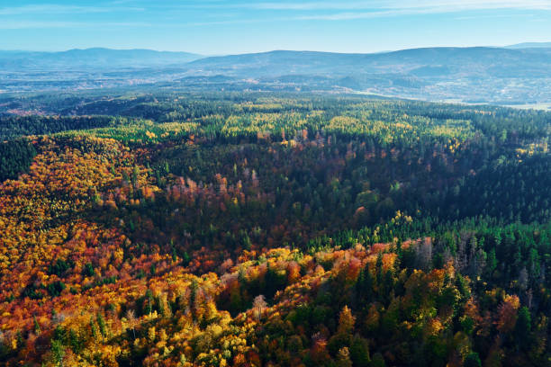 istock Aerial view of mountains covered with autumn forest 1352403108