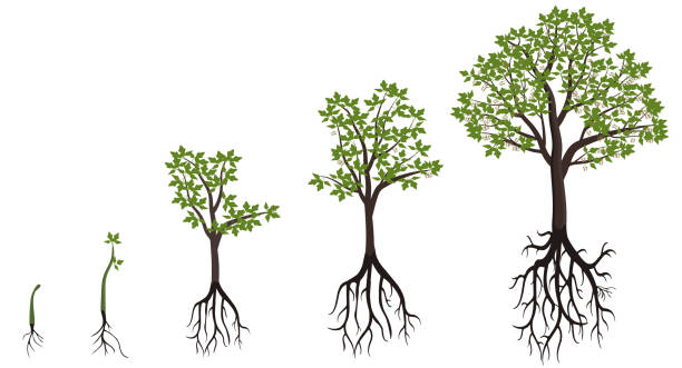 ilustraciones, imágenes clip art, dibujos animados e iconos de stock de cinco etapas de crecimiento del árbol de arce. - pimpollo