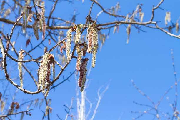 istock Blooming alder in spring on a sunny day with a bright blue sky 1352406223