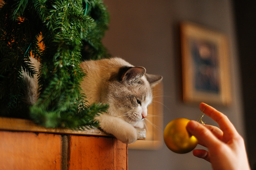 Close-up of cute fluffy cat lying near little Christmas tree and golden ball at home, selective focus, blurred background. Concept of cozy Christmas atmosphere at house, preparation to winter holiday.
