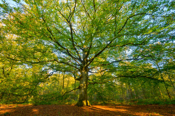 istock Old Beech tree in a beech tree forest with brown leafs on the hills 1352410719