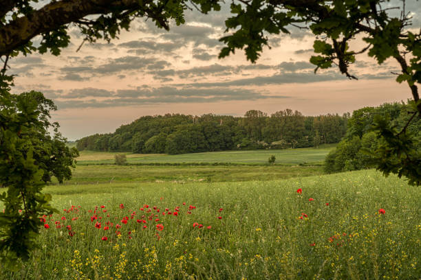 a beautiful green landscape and red poppy flowers framed by an old oak just before sunset stock photo