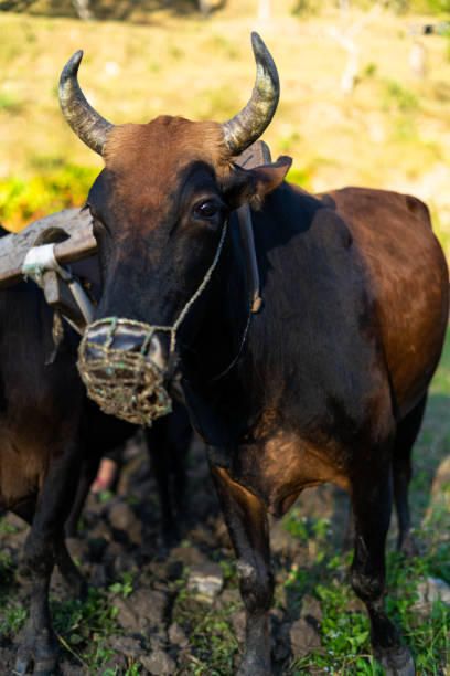 istock farmer cultivating a farm with the help of cows 1352414055