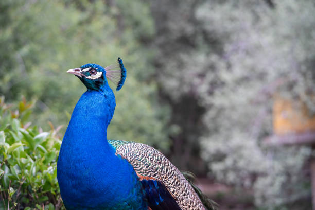 istock A proud peacock on top of a large granite stone. 1352416600