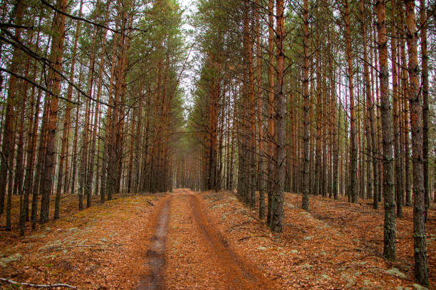 istock Forest road path, covered with fallen  leaves and brown needles from coniferous trees after leaffall, in cloudy weather. 1352418755