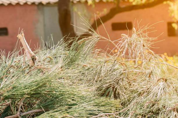 Heap of pine needles isolated on white background. Dry and green coniferous trees needles