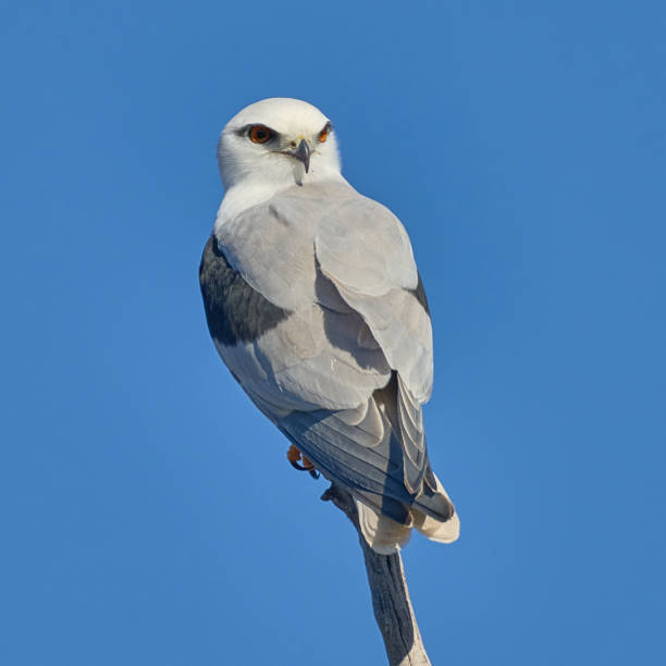 Black Shouldered Kite, Central West, New South Wales stock photo