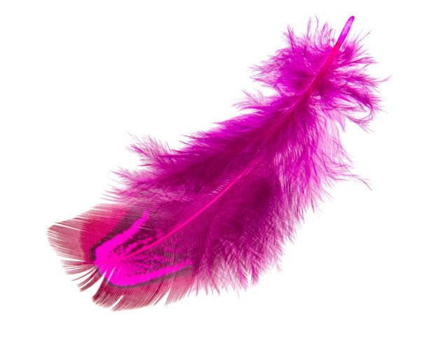 istock Bright pheasant feather elegant isolated on the white background 1352421364