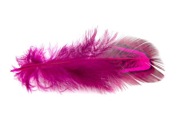 istock Bright pheasant feather elegant isolated on the white background 1352421898