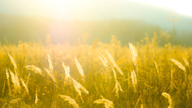 istock Field in back lighting. The image tinting. 1352422677