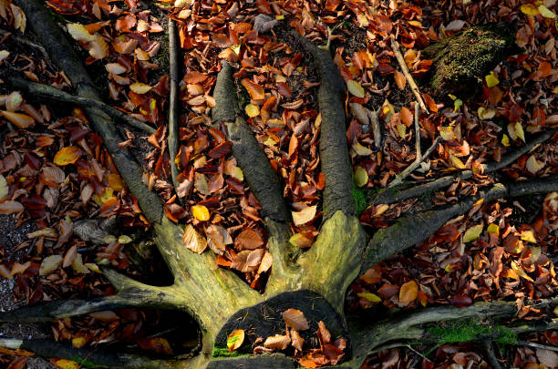 istock A man stands on a tree stump that has been dead for many years. resembles an octopus. spruce monoculture forest in autumn. go to the mushrooms and observe the moss-covered torso 1352424314