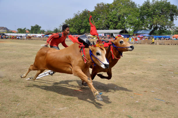 Karapan sapi, the traditional bull race in Madura - Indonesia Madura, Indonesia - October 19, 2014 : Karapan sapi race competition in Pamekasan, Madura - Indonesia. Karapan sapi is the traditional bull race in Madura - Indonesia jawa timur stock pictures, royalty-free photos & images