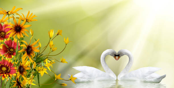 istock beautiful festive flowers and two swans 1352424820