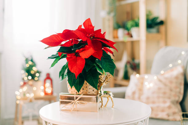 beau poinsettia dans un pot en osier, cadeaux et espace pour le texte sur fond de décoration de vacances flou. fleur d’étoile de noël traditionnelle - poinsettia photos et images de collection