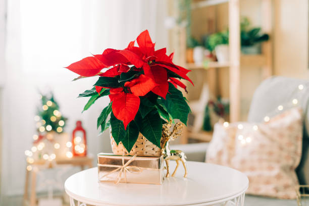 ウィッカーポットの美しいポインセチア、贈り物やぼやけた休日の装飾の背景にテキストのためのスペース。伝統的なクリスマススターの花 - ポインセチア ストックフォトと画像