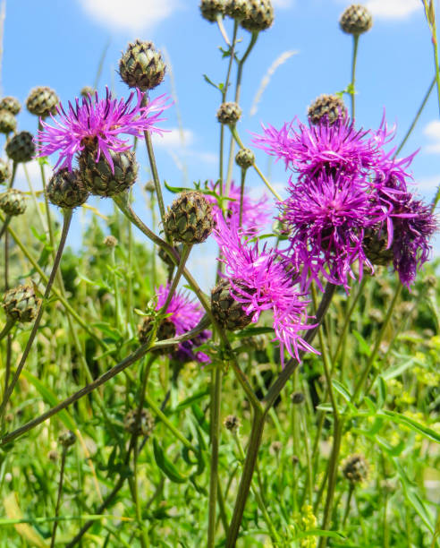 istock Purple Thistles in Front of blue Sky 1352425641