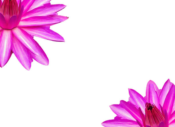 Frames with Flowers