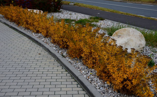 istock flowers make this an interesting and colourful shrub. The foliage emerges each spring with a burnished bronze-red flush, but as the leaves mature they turn bright yellow, then luminous green. 1352425991