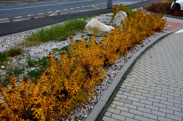 istock flowers make this an interesting and colourful shrub. The foliage emerges each spring with a burnished bronze-red flush, but as the leaves mature they turn bright yellow, then luminous green. 1352426017