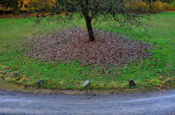 juglans regia, nozes persas, inglês, carpaciano, madeira ou especialmente no jardim do reino unido, vista da montanha, coroa nua e galhos. as folhas estão marrom molhado no gramado sob a árvore - english walnut - fotografias e filmes do acervo