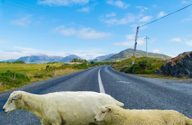 Farm Animals of Ireland