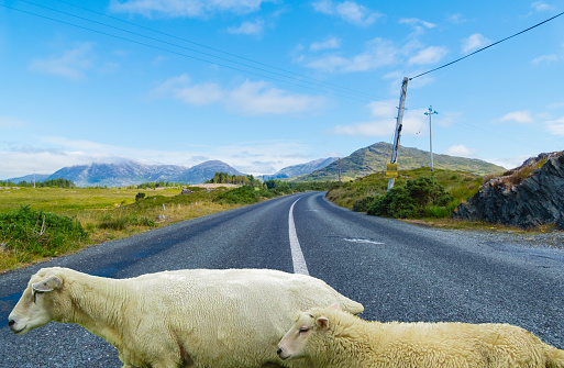 Sheep crossing Road of Wild Atlantic Way