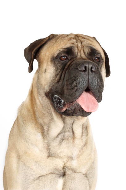 istock portrait of bullmastiff 1352427636
