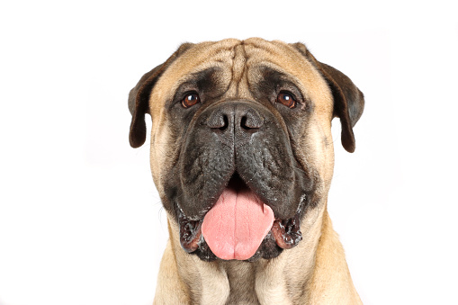 portrait of bullmastiff adult isolated on white background