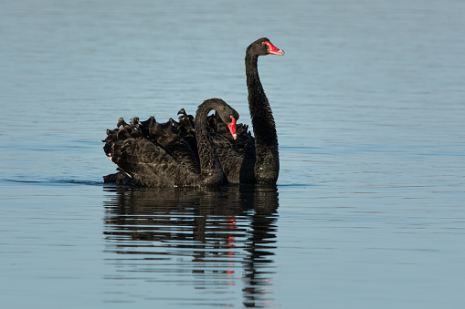 Black Swans paddle as a pair, Coorong, South Australia.