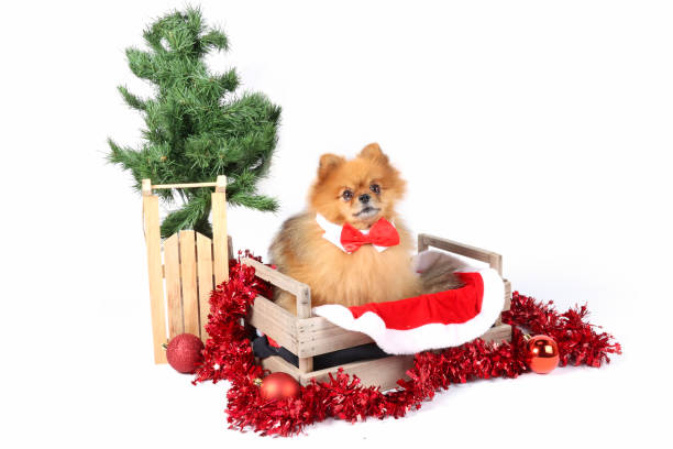 istock Christmas animals card 1352427907