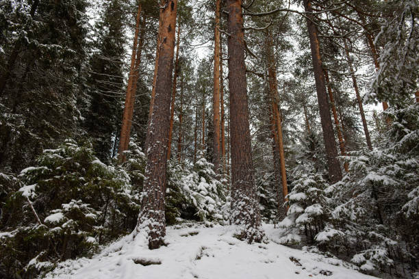 istock Tall pines and small firs dusted with the first snow 1352431821