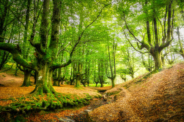 istock Beech forest of Otzarreta in Gorbea national park. Spain 1352431930