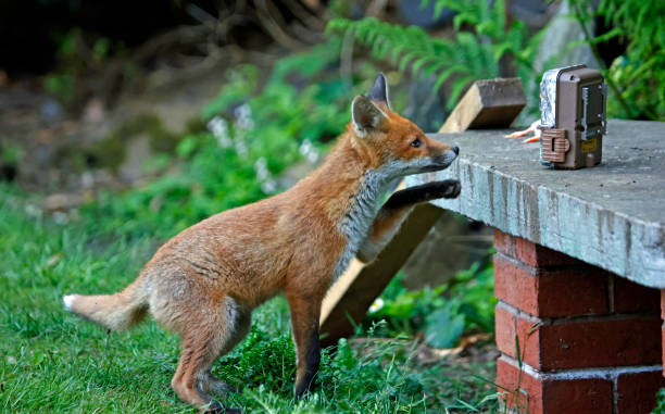 istock Urban fox cubs exploring a garden 1352431957