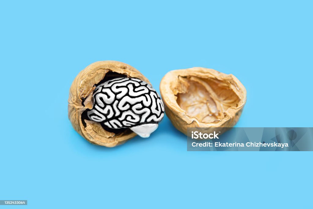 Miniature human brain in a walnut shell Miniature copy of a human brain in a walnut shell isolated on blue background. Cognition and brain health concept. Alzheimer's Disease Stock Photo