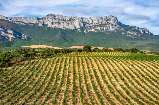 vineyard in la rioja alavesa, spain - álava fotografías e imágenes de stock