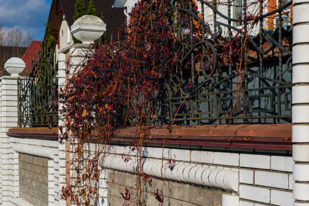 WILD grapes IN AUTUMN PILTAINED FENCE. Wild wingrad leaves in autumn. Autumn natural texture