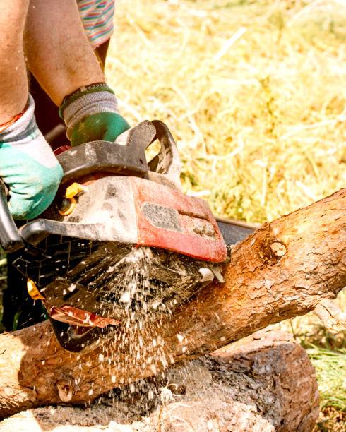 istock Man's hands cutting pine logs with a mechanical saw. 1352433736
