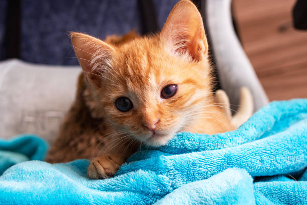 istock Ginger kitten with sore eyes and ears 1352433987