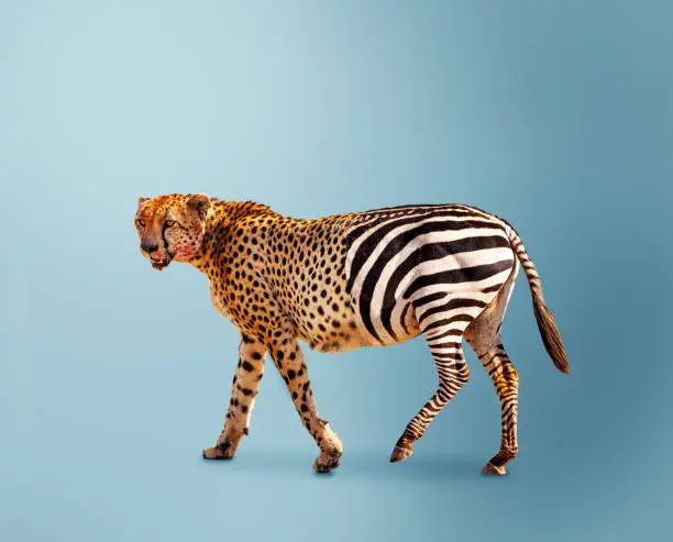 Concept of agility and difference - half cheetah partially zebra predator vs herbivore