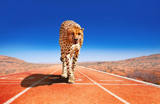 istock Cheetah with predator look on a sprint race track 1352434037