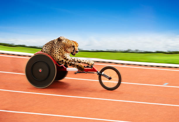 Cheetah disabled sportsman athlete on race track Fast cheetah as disabled sportsman Paralympic athlete on the track concept paralympic games stock pictures, royalty-free photos & images