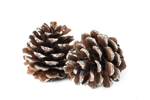 two brown pine cones with white edges isolated on white background