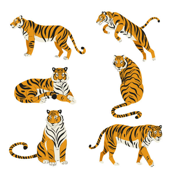 flaches set von niedlichen tigern in verschiedenen posen isoliert auf weißer vektorillustration - tiger stock-grafiken, -clipart, -cartoons und -symbole